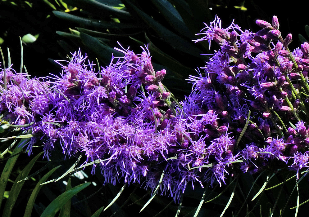 Liatris spicata has vivid purple flower heads with numerous fine protruding styles above narrow green leaves