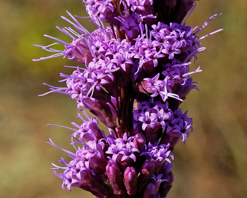 Liatris tenuifolia has a compact upright spike of purple tubular florets with long projecting styles
