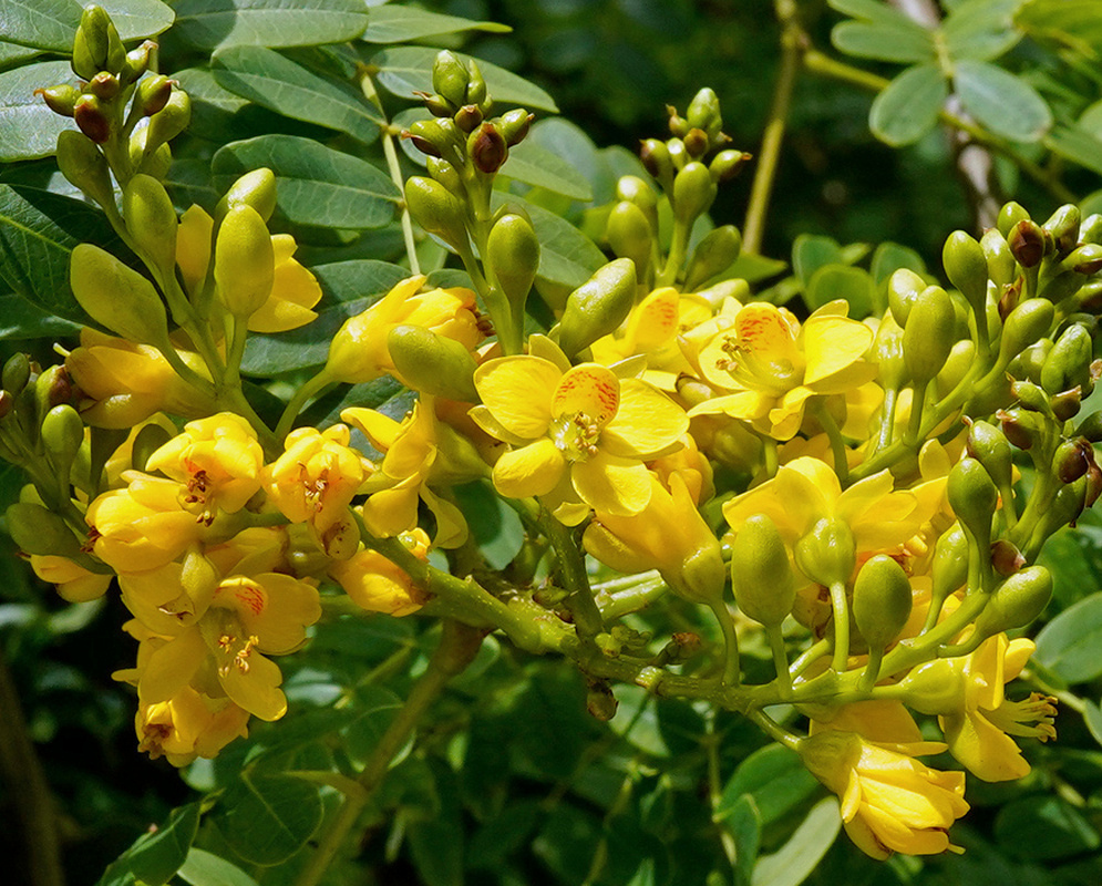 Libidibia ferrea has branching clusters of yellow flowers with reddish markings among fine compound green foliage