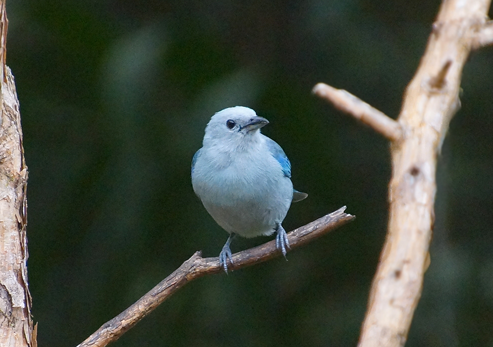 Blue Thraupis episcopus on a branch