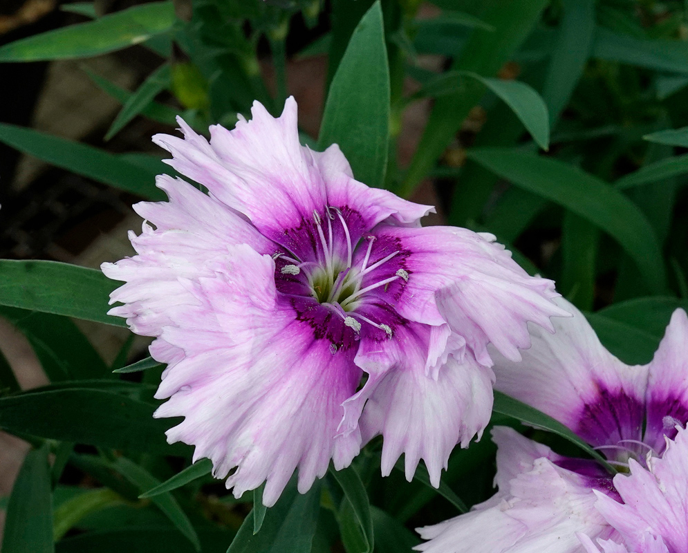 A light purple Sweet William (Dianthus barbatus) flower with a vibrant magenta center and jagged petal edges