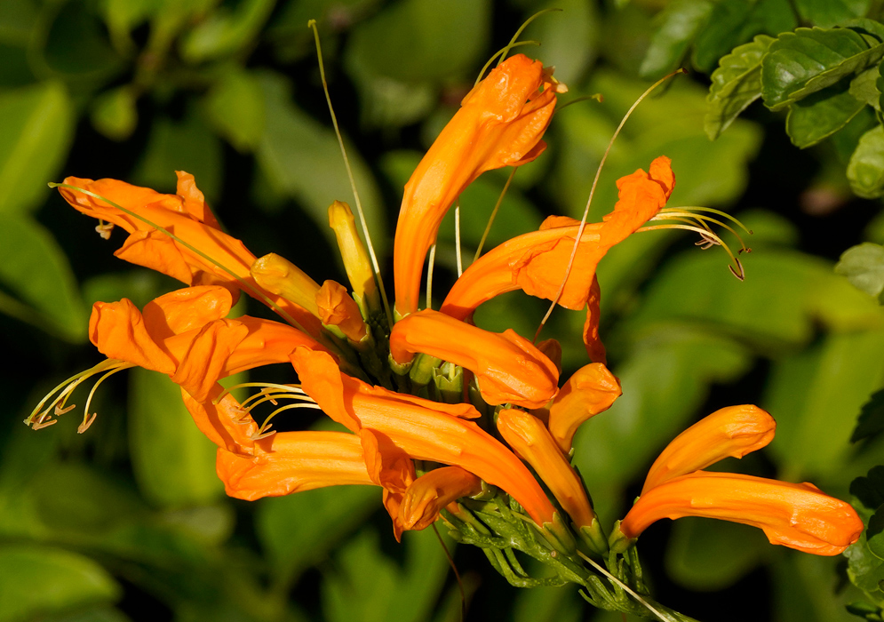 Three light orange Tecoma capensis flowers with red central stripes emerging from leafy green foliage