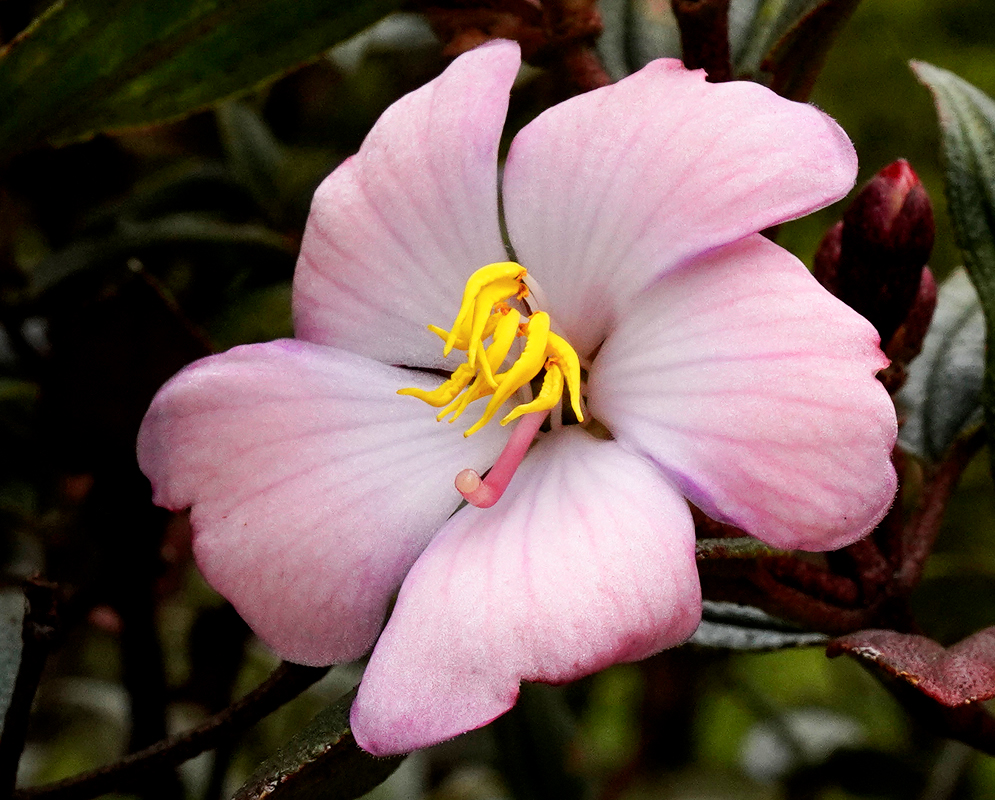 White and pink Andesanthus lepidotus Rosada flower