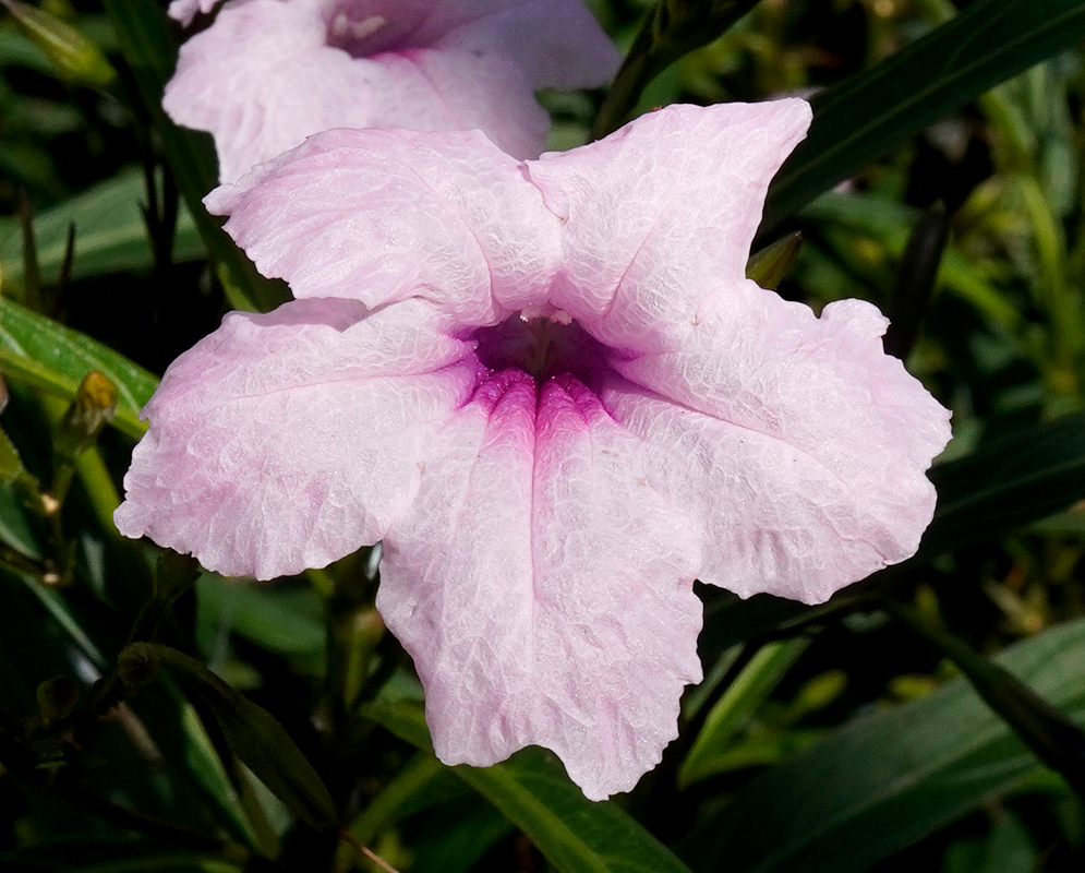 Ruellia simplex Pink Flower Pale pink ruellia simplex flower with a darker pink center surrounded by narrow green leaves