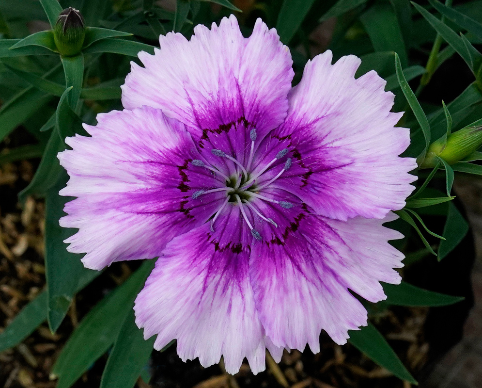 A fully open Dianthus barbatus bloom with soft lavender petals blending into a bold purple center and green foliage in the background