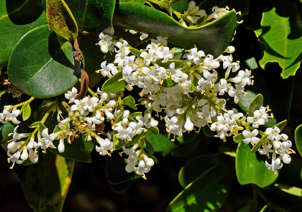 Ligustrum japonicum has branching clusters of small white flowers beside broad glossy dark green leaves