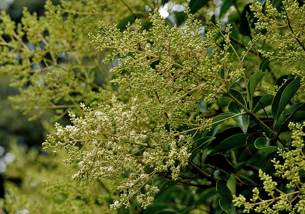 Ligustrum lucidum inflorescence with white flowers and green flower buds