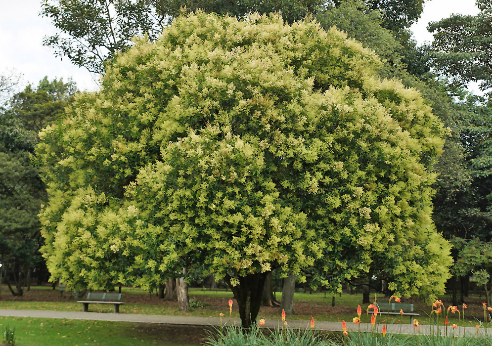 Ligustrum lucidum tree covered in yellow-white flowers and green flower buds