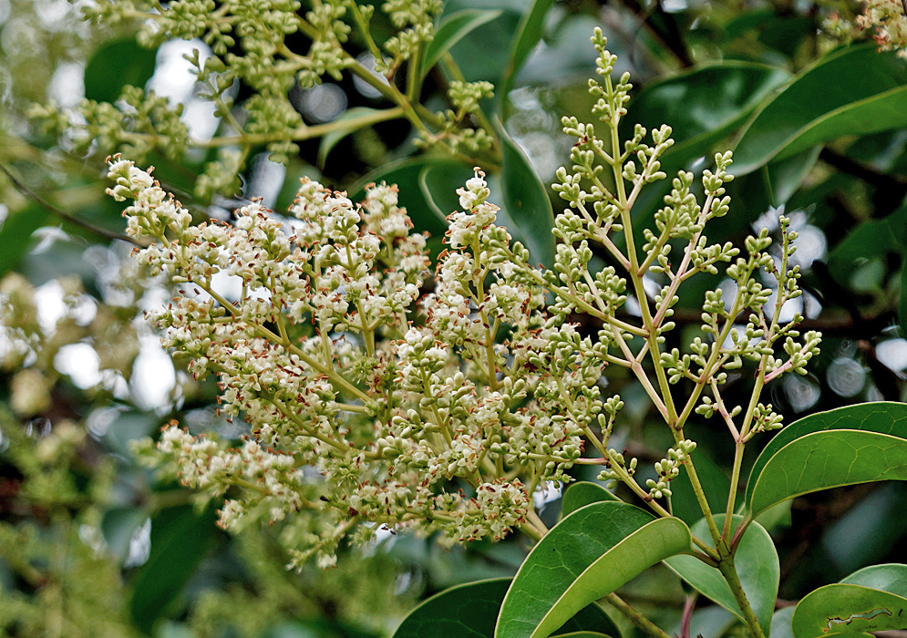 Ligustrum lucidum inflorescence with white flowers with brown anthers