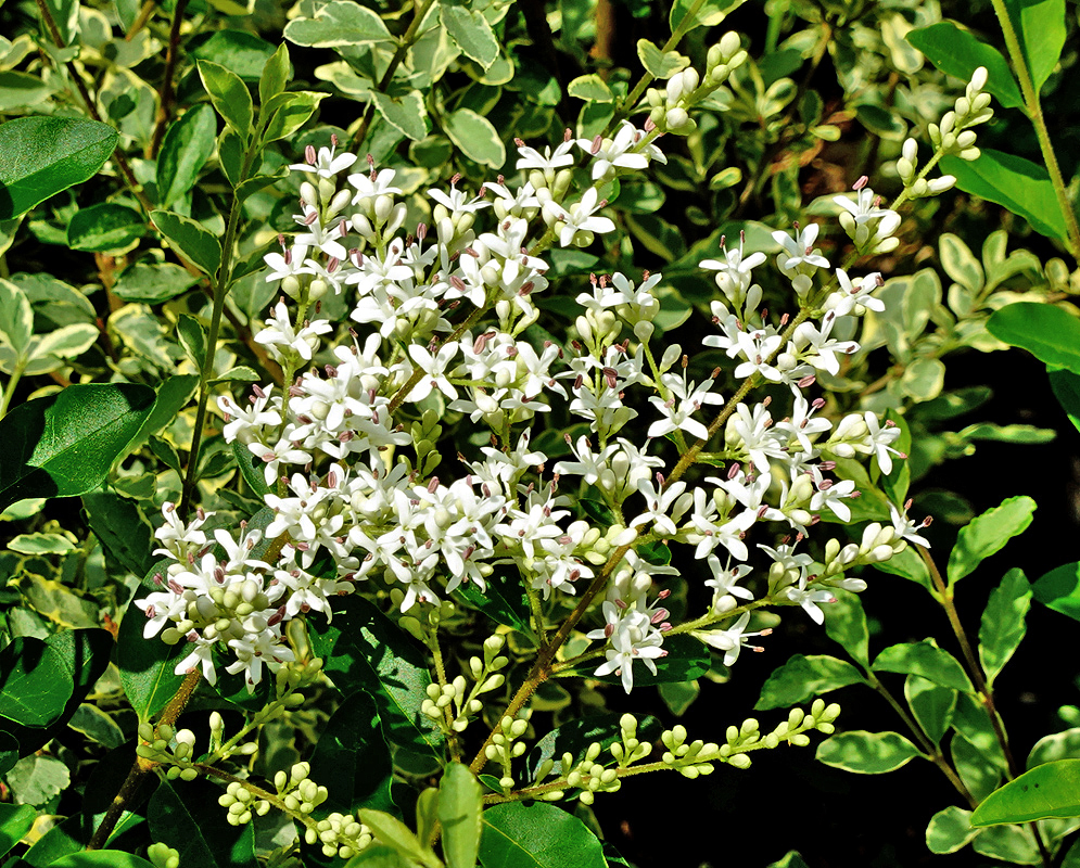 Ligustrum sinense inflorescence with white flowers in sunlight