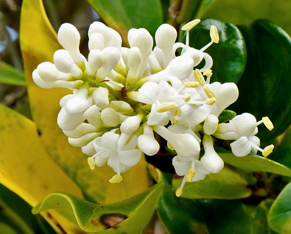 Ligustrum vulgare has a compact cluster of white tubular flowers and rounded buds among smooth green leaves