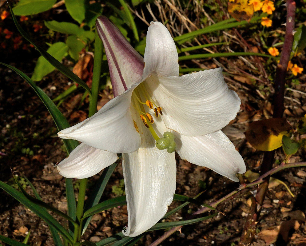 Lilium formosanum has a white trumpet flower with a faint violet outer stripe and projecting yellow tipped stamens