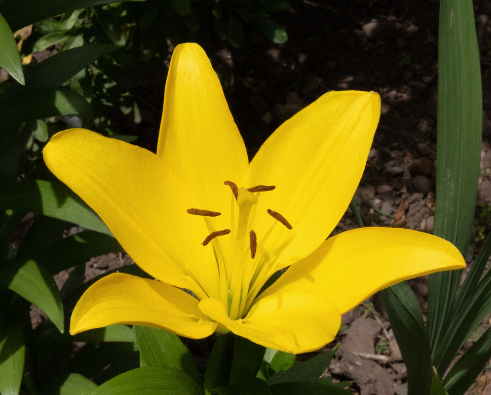 A bright yellow Lilium hybrid flower spreads six pointed segments around dark anthers