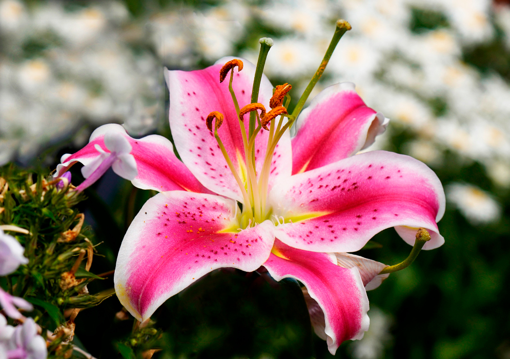 Large, star-shaped petals with a rich pink center that gradually fades to white at the edges, adorned with small dark speckles near the throat, while the central pistil and stamens, tipped with orange anthers