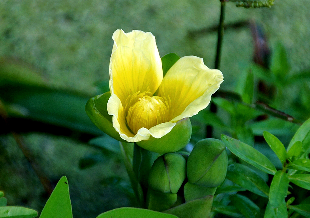 A yellow Limnocharis flava flower with green flower buds
