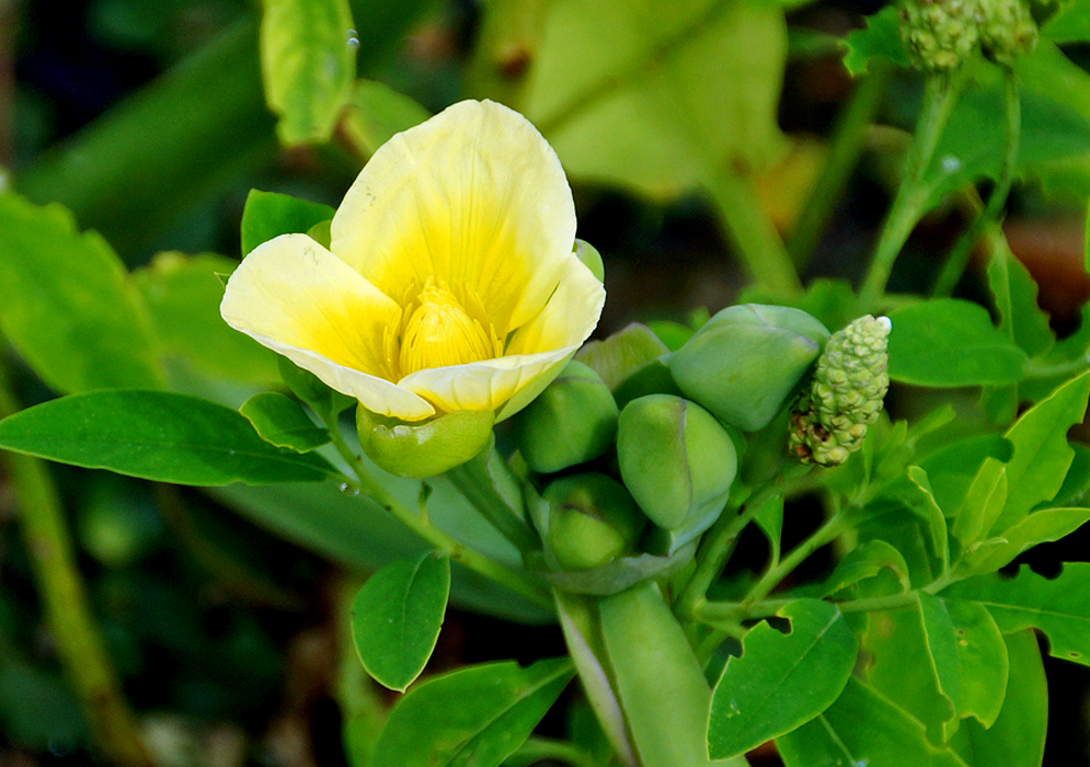 A yellow Limnocharis flava flower, darker in the center, with green stalks and buds