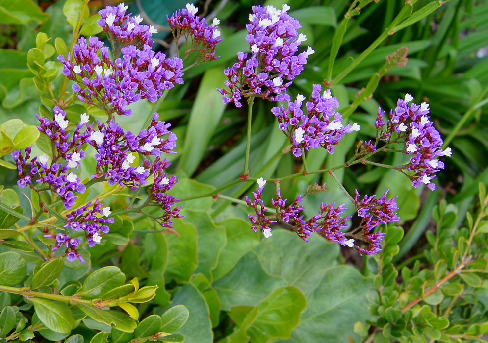 A Limonium perezii inflorescence with purple sepals and white flower petals