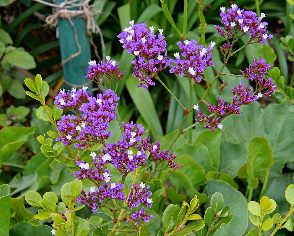 Limonium perezii Purple and White Flower Branches Limonium perezii bears purple flower branches with small white blossoms