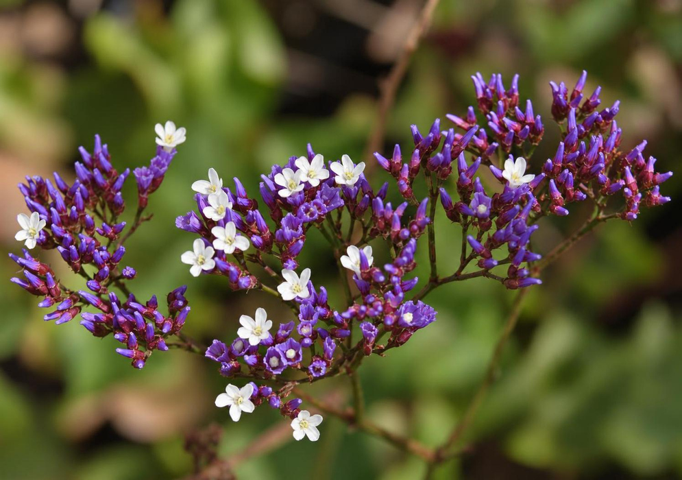 Limonium perezii White Blossoms Among Purple Branches Limonium perezii has white blossoms scattered among dense purple flower branches