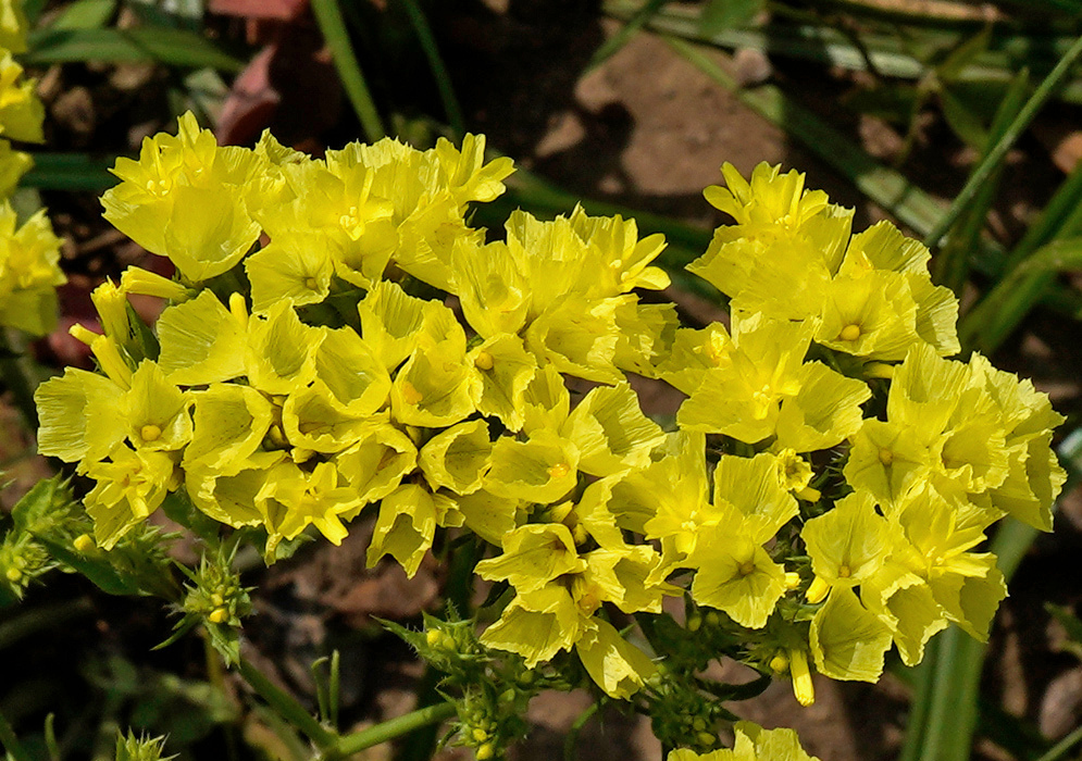 Limonium sinuatum has clusters of bright yellow papery calyces and small flowers on branching green stems