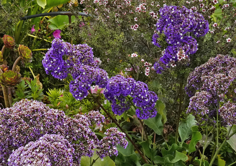 A Limonium perezii inflorescence with dark purple sepals and white flower petals