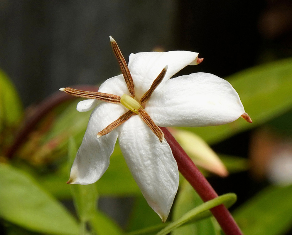 Lindenia rivalis has a white five lobed star flower on a slender reddish tube with long narrow brown sepals