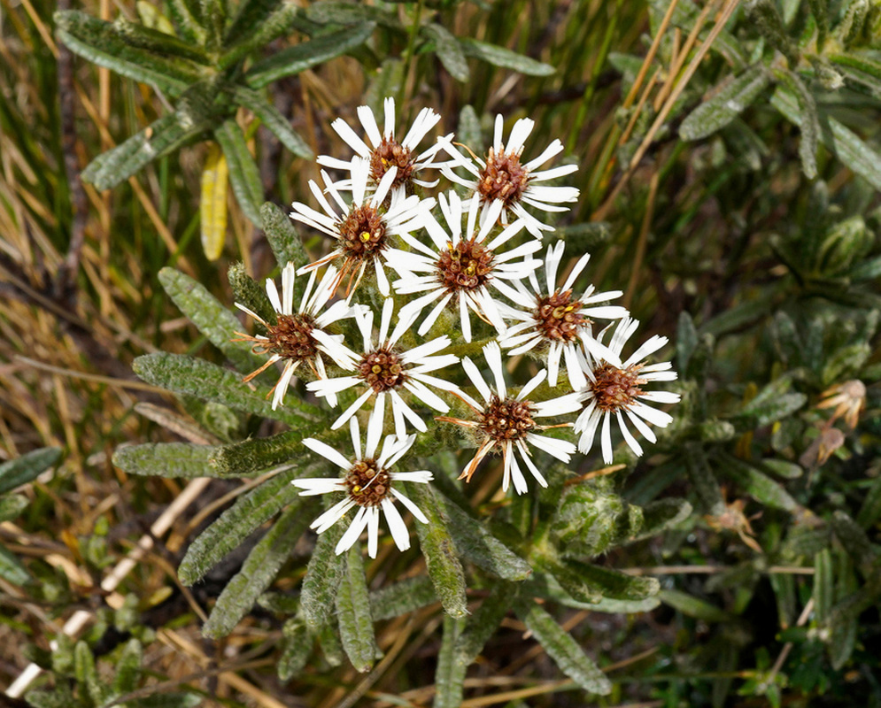 Linochilus rupestris has clusters of white narrow rayed flower heads with brown centers above slender hairy leaves
