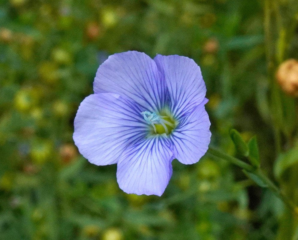 Linum usitatissimum Bloom A single Linum usitatissimum bloom with light violet petals and prominent dark veins against a blurred green background