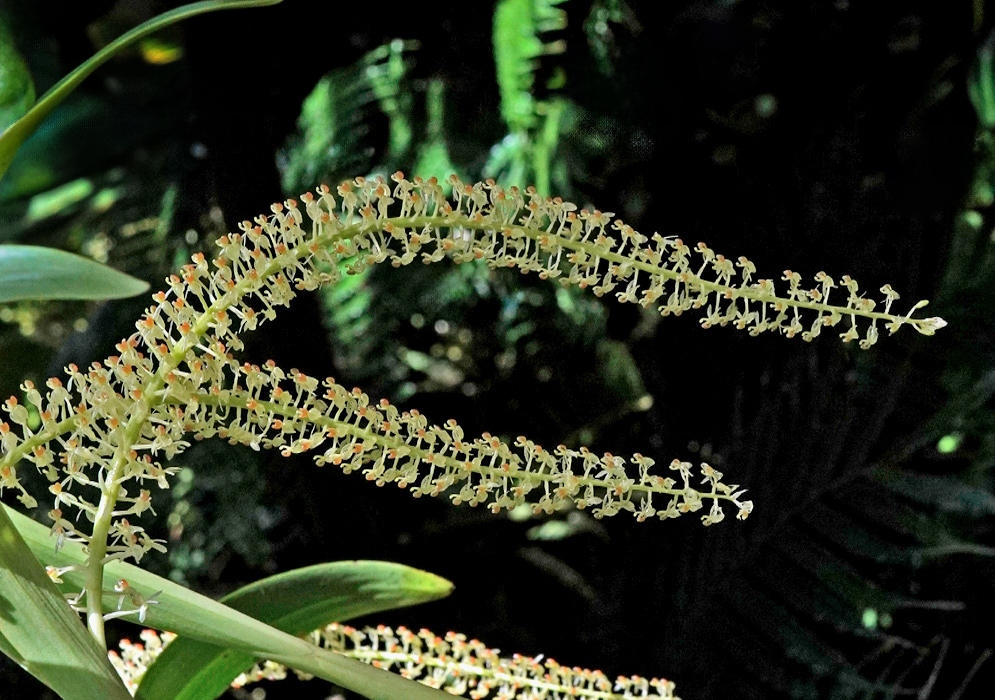 Liparis condylobulbon has long arching spikes densely lined with tiny pale green flowers above narrow leaves
