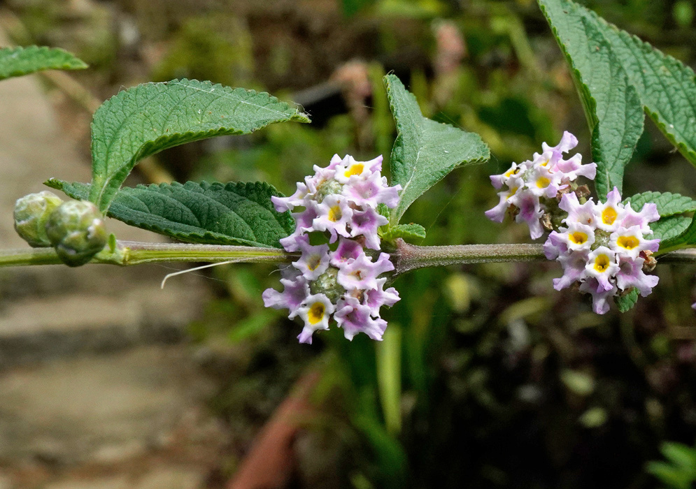 Lippia alba has rounded clusters of pale violet flowers with yellow throats beside rough serrated green leaves