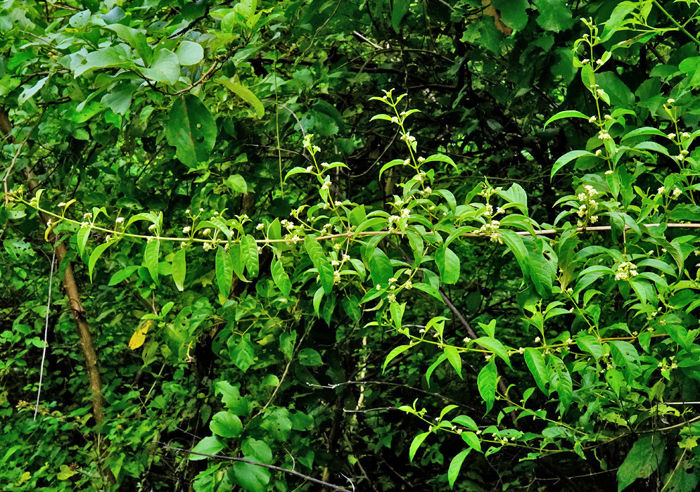 Lippia americana has many small pale flower clusters along branching stems among pointed opposite green leaves