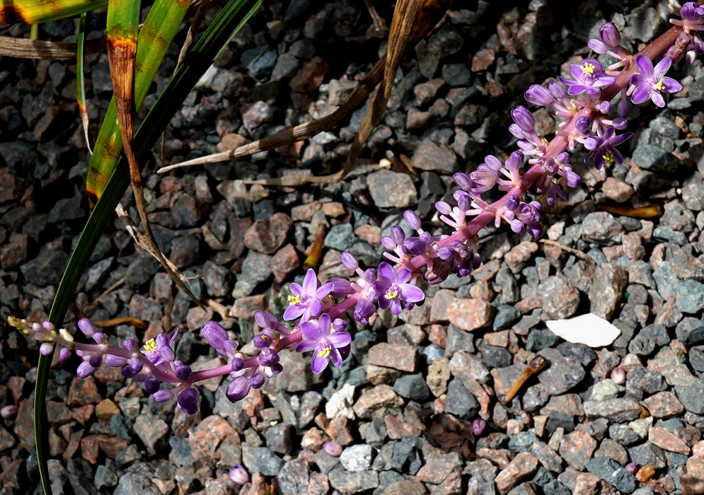 Liriope muscari has short spikes of small purple flowers rising between narrow leaves over dark gravel