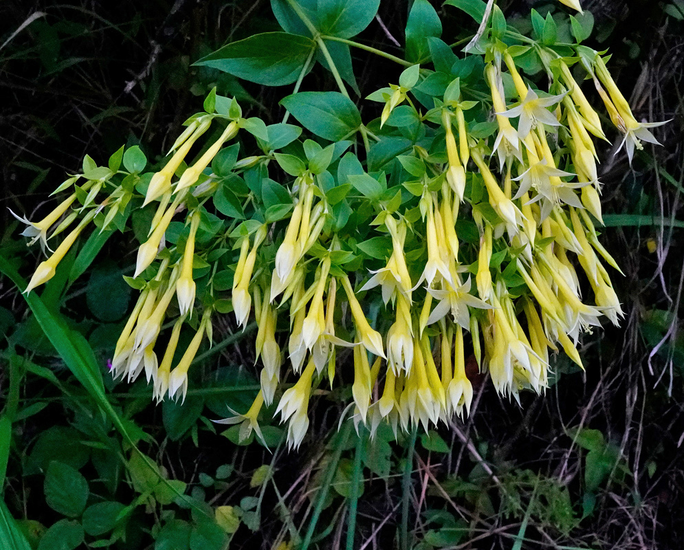 Lisianthius seemannii has many slender hanging yellow flower tubes ending in pointed white lobes above green leaves