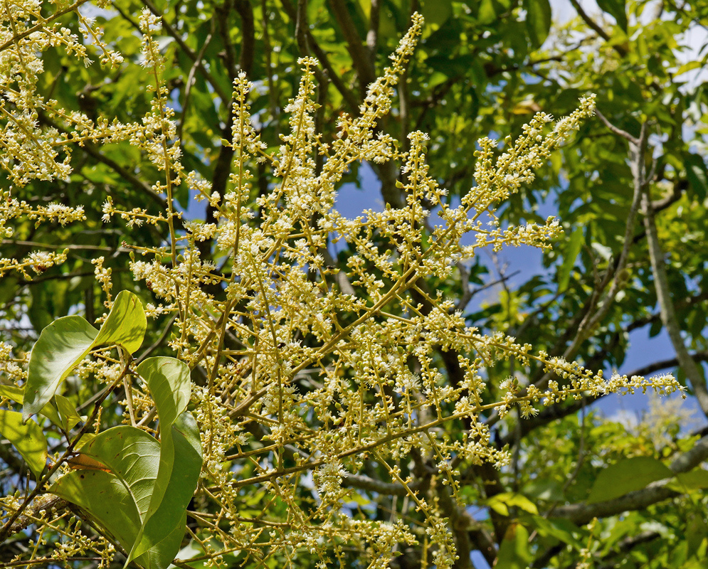Litchi chinensis has branching panicles of tiny creamy yellow flowers among glossy green leaves against a blue sky