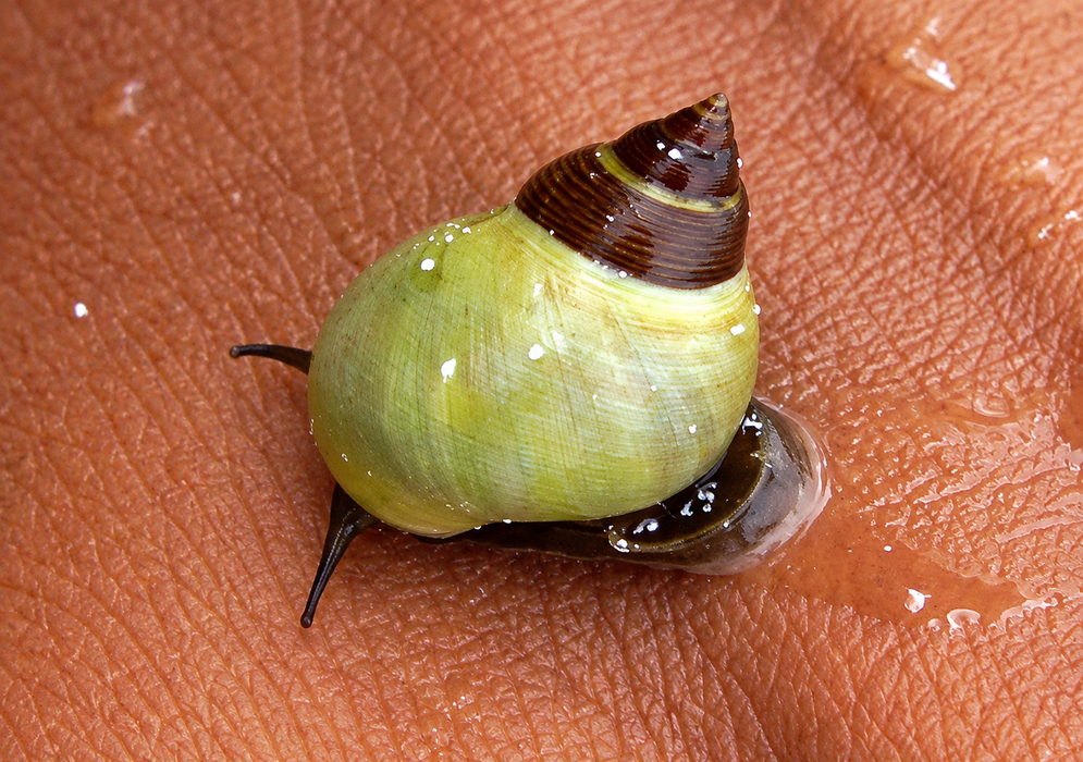 Littoraria angulifera has a pale yellow green rounded shell with a dark brown spire while crawling on a hand