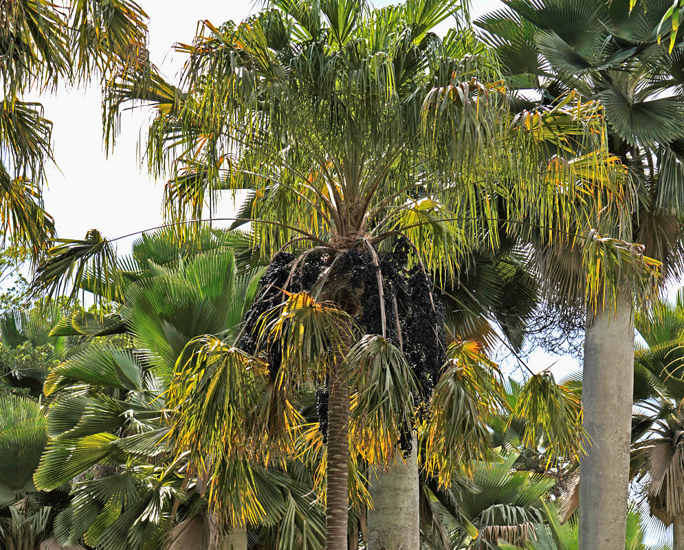 Livistona benthamii palms have rounded crowns of divided fan leaves above trunks retaining dark old leaf bases
