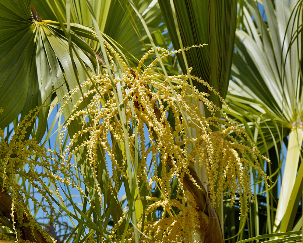 Livistona chinensis has a large branching cluster of creamy yellow flowers hanging among divided green fan leaves