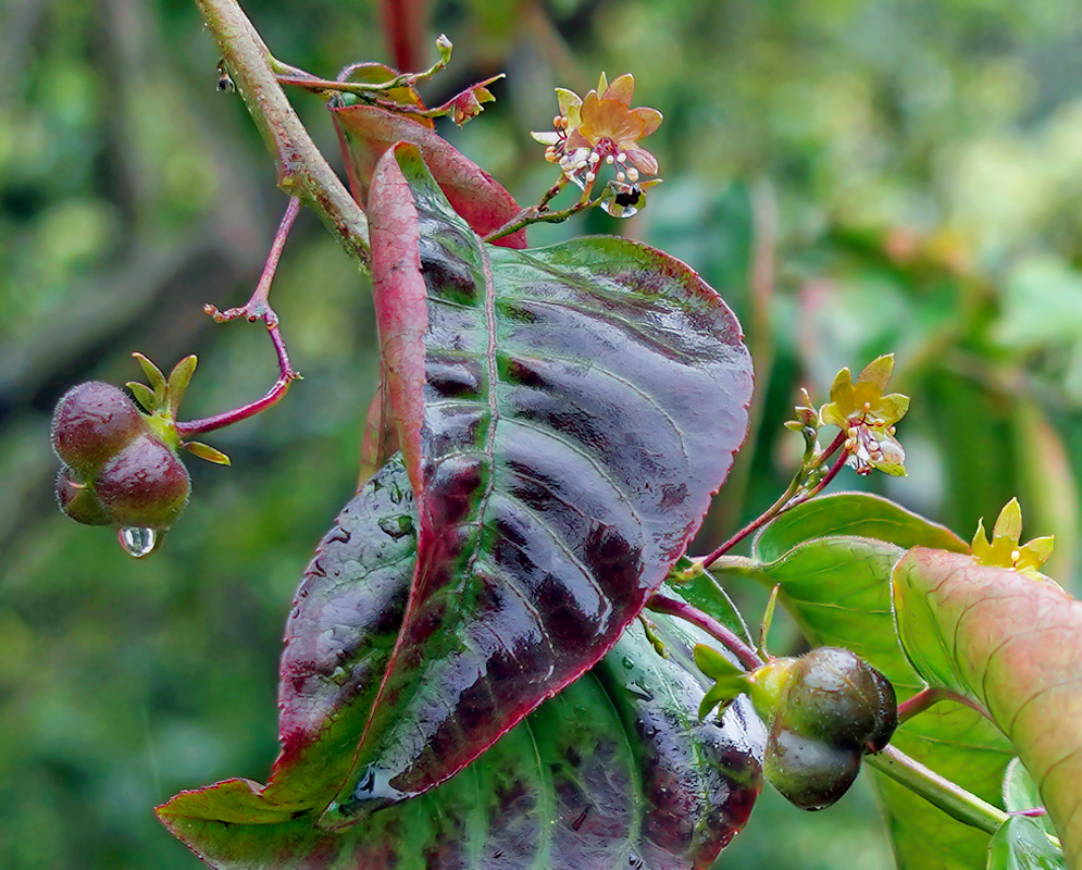 Llagunoa nitida wet fruit, flowers and leaves