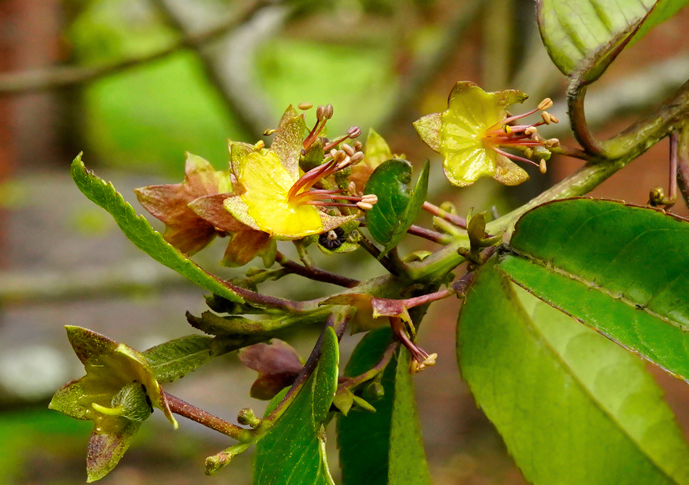 Llagunoa nitida yellow fruit and red-brown fruit