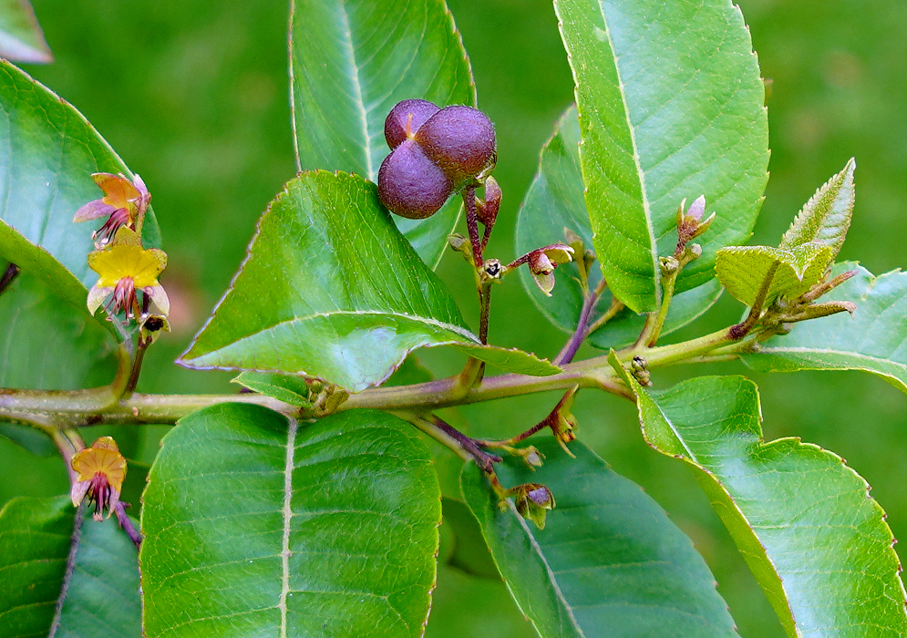 Llagunoa nitida branch with leaves, flowers and fruit