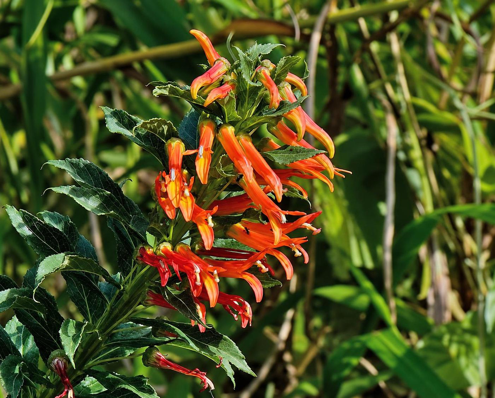 Lobelia laxiflora has clusters of orange red tubular flowers with yellow openings among narrow pointed green leaves