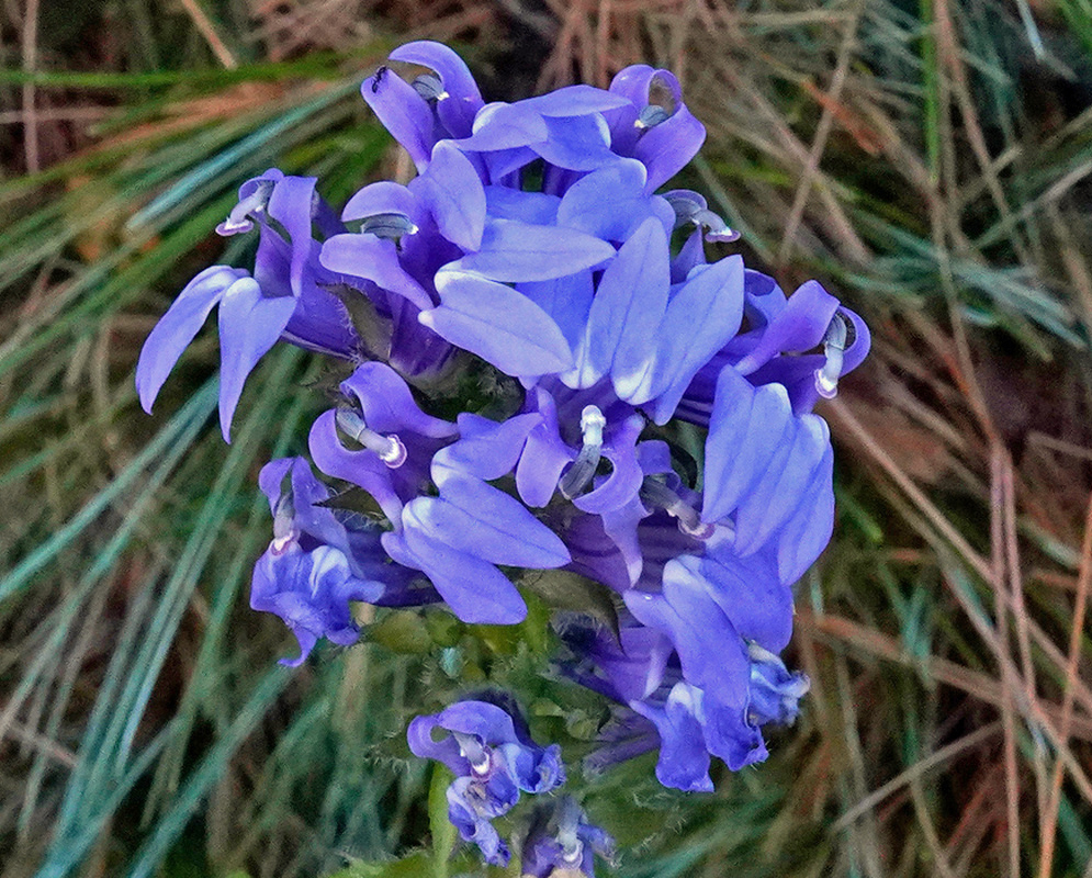 Lobelia siphilitica has a dense upright cluster of blue two lipped flowers with pale throats above green foliage