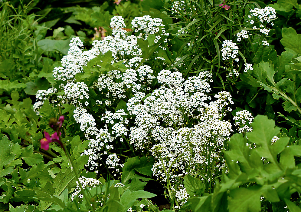 White Lobularia maritima flowers surrounded by green vegetation 