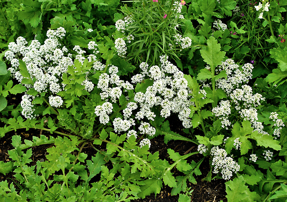 White Lobularia maritima flowers surrounded by green vegatation