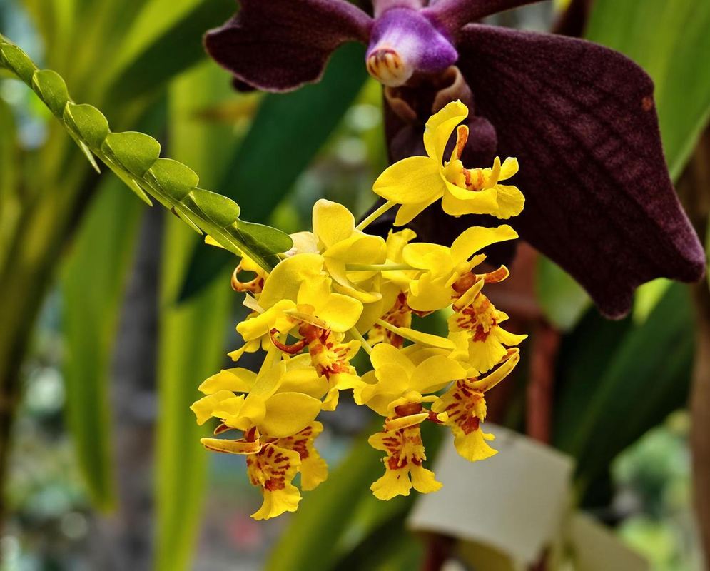 Lockhartia oerstedii has yellow orchid flowers with red markings beside a flattened stem of overlapping green leaves