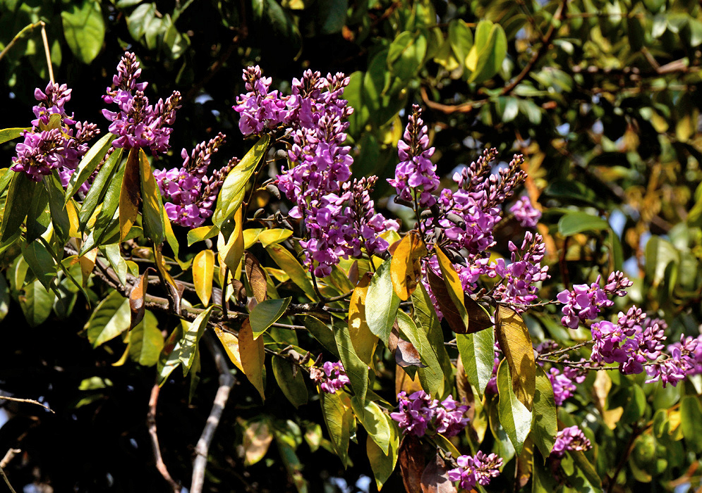 Lonchocarpus longistylus has branching clusters of small purple flowers among elongated green leaflets on woody branches