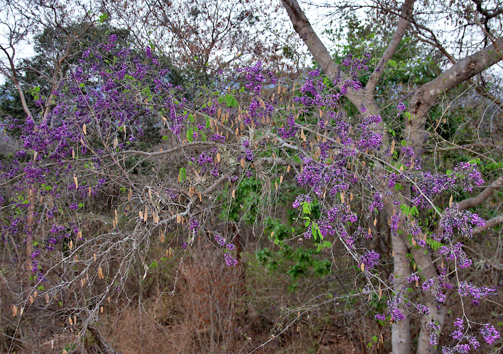 Lonchocarpus sericeus tree with purple flowers