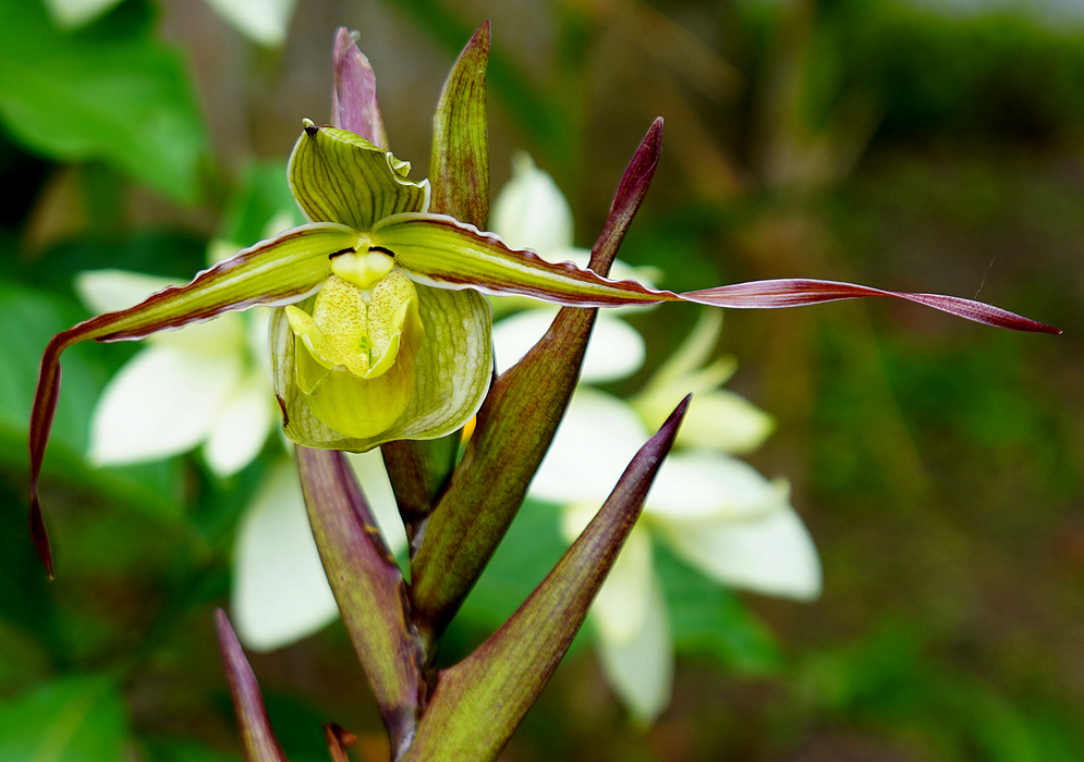 Phragmipedium longifolium flower