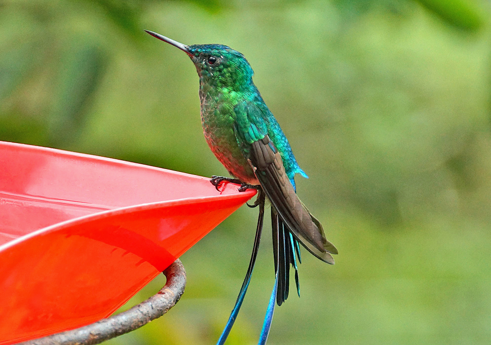 A long-tailed sylph with shining green and blue feathers perched on a red bird feeder