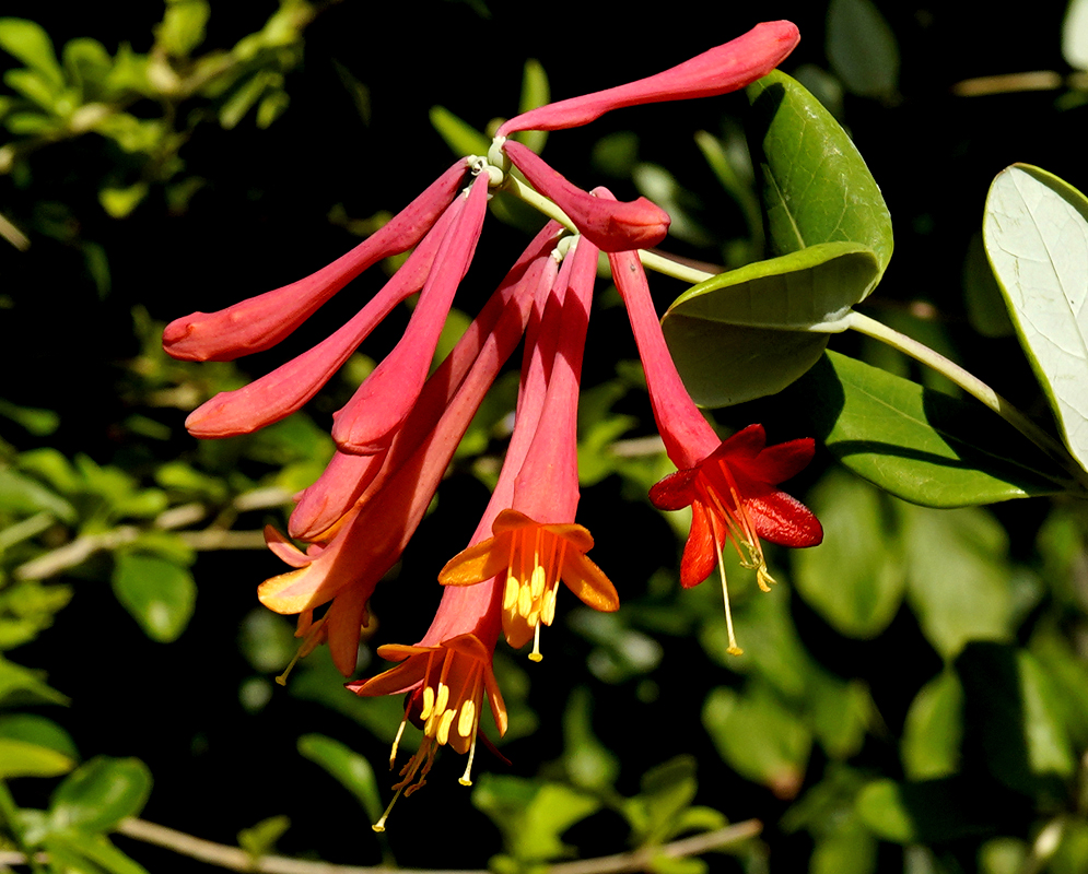 A cluster of trumpet-shaped orangish-red Lonicera sempervirens flowers on the outside with a yellow inside.